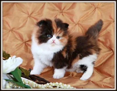 Tica Registrovaná Calico Kittens nyní k dispozici